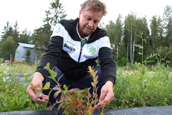 Pensasmustikoiden saloihin vihkiytyvä Reijo Hartikka on todennut Aino-lajikkeen taimien tuottavan tänä kesänä parhaan sadon, kun taas Jorma-lajikkeen pensaissa ei ole juuri lainkaan marjoja.
