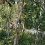 02outoSaarnipuutLK