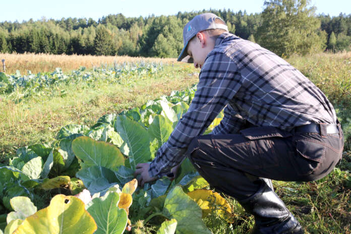 Kukkakaalien on pelätty tänä vuonna mätänevän pellolle sadon valmistuessa yhdellä kertaa. Johannes Pelttari ei vielä sellaista stressiä ole ottanut, sillä hän vasta kokeili kaalien kasvatusta. Kukkakaalit ovat hänen saamansa kokemuksen mukaan haluttuja tuotteita.