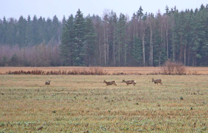 Mitä tiheämpi hirvieläinkanta alueella on, sitä todennäköisemmin siellä on myös susia. Kuvan metsäkauriit on kuvattu Pöytyällä marraskuussa 2023.