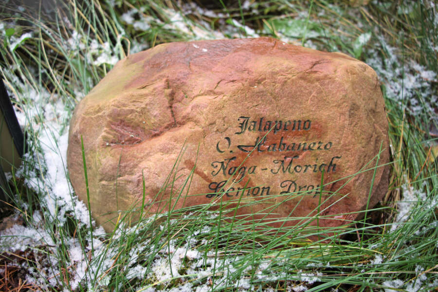 Mitä tasavärisempi kivi, sitä paremmin teksti erottuu. Esimerkkikivi on Kormanon puutarhassa osoittamassa tietyn paprikalajikkeen kasvupaikkaa.
