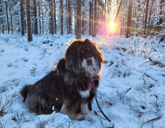 Auranmaan koirista on ilmoitettu koirarekisteriin noin 36 prosenttia. Ahkerimmin on ilmoitettu monirotuisia koiria, muutoinkin melko harvalukuiset tiibetinmastiffit (kuvassa) lienevät rekisterin harvinaisuuksia.
