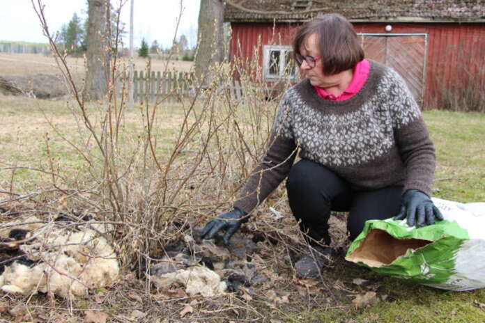 Anne Rintala levittää hukkavillaa marjapensaiden juurelle. Villamaton voi kastella, jotta se tiivistyy eikä lähde tuulen mukana.