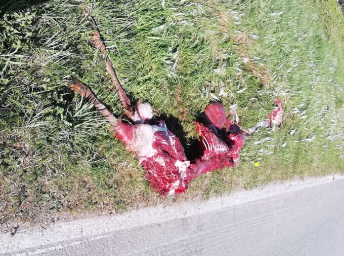 Nälkäiset pedot pistivät peuran poskeen lähellä maantietä ja asutusta Koskella. Kuva: Simo Päivärinta.