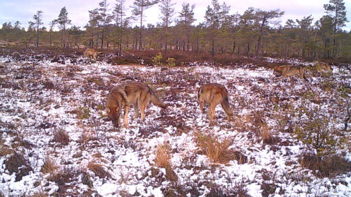 Ari Kirjasen riistakamera tallensi susilauman Yläneellä.