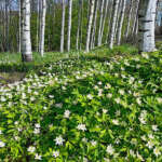 08kukkaValkovuokkojaJL