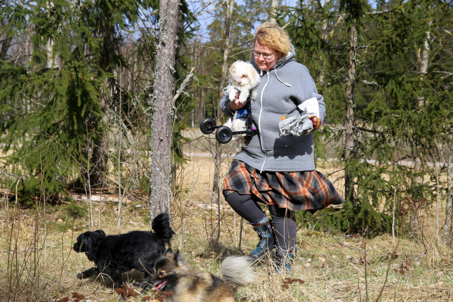 Emäntä Pia Laihonaho pelastaa Pöpö-pennun pusikosta, johon se taas kerran päätyi rynnätessään perheen kahden muun koiran perään.