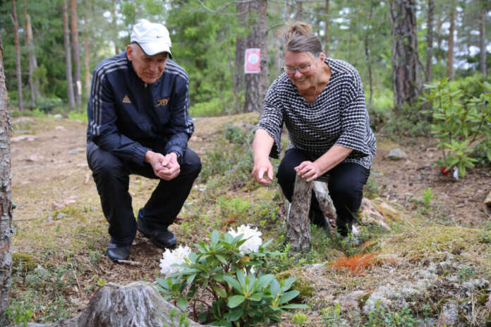 10949475_ Seppo Vuori ja Maire Toivonen ovat Kyrön alppiruusupuiston aktiiveja. Lahjoituksina saatuja kukkia on kauniissa mäntymetsikössä frisbeegolfradan varrella jo 140.