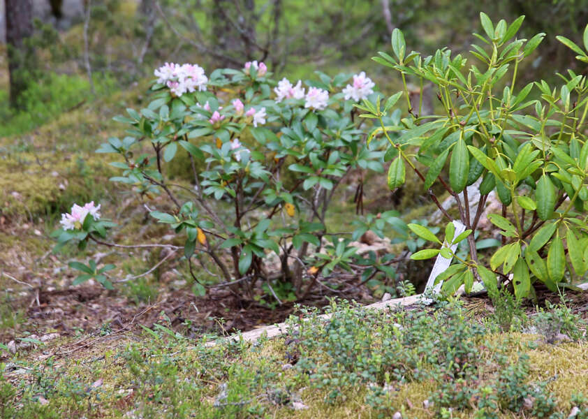 Alppiruusuilla on kullakin tarinansa. Kuvan kukintansa alussa oleva, hieman vanhempi pensas siirrettiin Kyröön Espoosta, josta se piti poistaa salaojitustöiden tieltä.