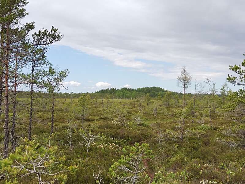 Kurjenrahkan keidassuo Savojärven eteläpuolella muodostaa Varsinais-Suomen laajimman yhtenäisen suoalueen.