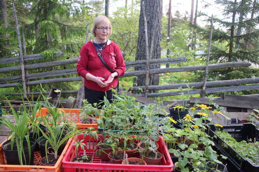Ulla Helmisaari kertoo museon kasvitarhan selvinneen viime talvesta hyvin.