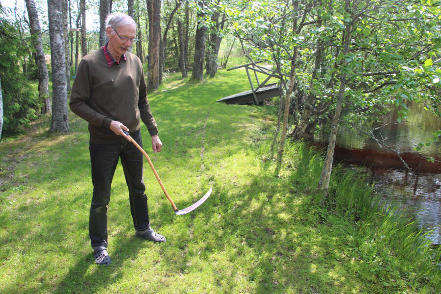 Jouko Lehtinen on niittänyt Elijärveä soutuveneestä käsin lyhytvartisella viikatteella.