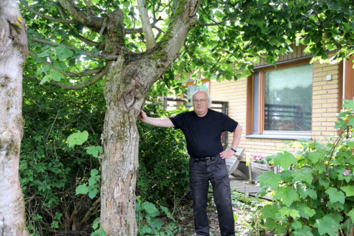 11059452_ -Tämä metsälehmus kasvattaa uusia vesoja, jos se katkaistaan, mutta istuttamani verivaahtera ei, Tapani Yli-Mattila huolehtii.