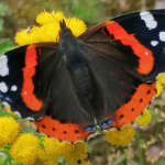 05hyonYKperhoinenSP