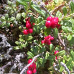 05puolukkaaMK
