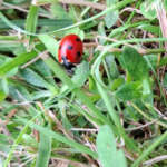 09HYONYleppis