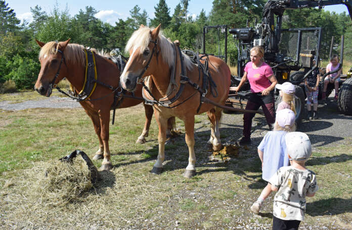 Raili Mäki-Jaakkolan suomenhevoset Kenraali ja Hallanvaara herättivät huomiota ja kiinnostusta vanhan Heinijoen kansakoulun pihamaalla.