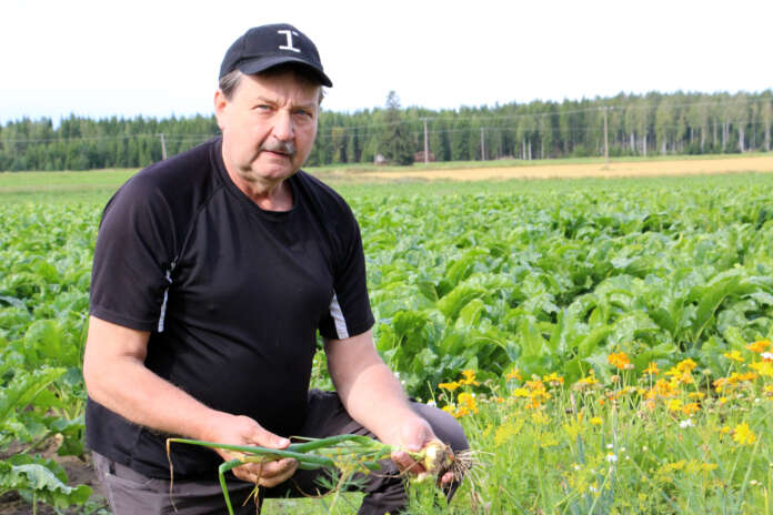 Oripääläinen Jarmo Mäntyharju on uuden osuuskunnan Lännen Vihanneksen puheenjohtaja. Kausi kestää ainakin ensimmäiset puolitoista vuotta.