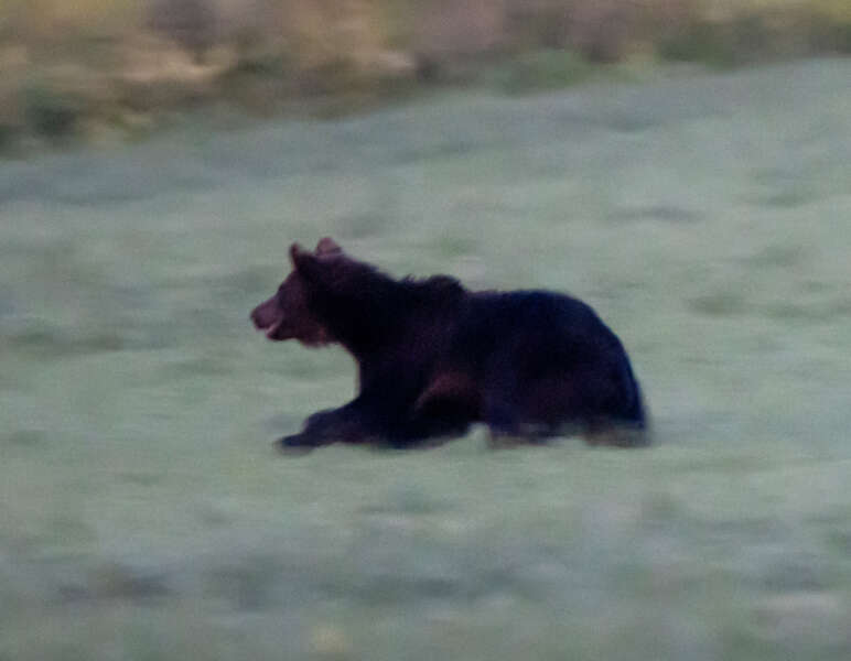 Lopuksi karhuun tuli vauhtia. Sahla arvelee sen lähteneen peuran perään. Kuva: Jari Sahla.
