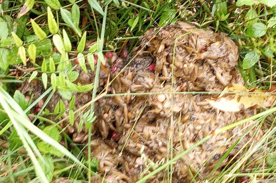Rikottujen mehiläispesien tuntumassa oli karhun uloste. Kuva: Hanna Vahala.