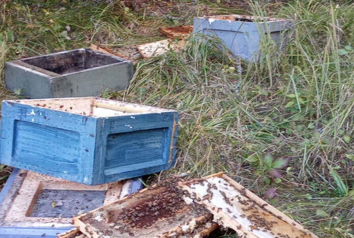Karhu jätti osan mehiläispesien sisältä irrottamistaan kehistä eli kakuista rikkomiensa pesien viereen ja jotkin se kantoi hieman kauemmas. Kuva: Hanna Vahala. Karhu jätti osan mehiläispesien sisältä irrottamistaan kehistä eli kakuista rikkomiensa pesien viereen ja jotkin se kantoi hieman kauemmas. Kuva: Hanna Vahala.